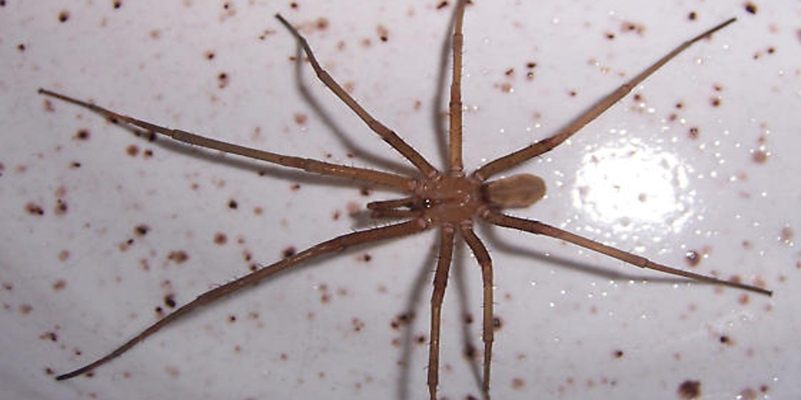 Wildfile: Southern house spider