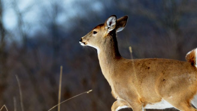 The winter season gives hunters one last chance to bag a deer.