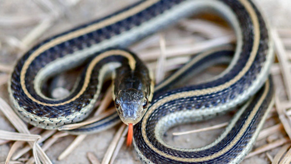 why do snakes smell with their tongue
