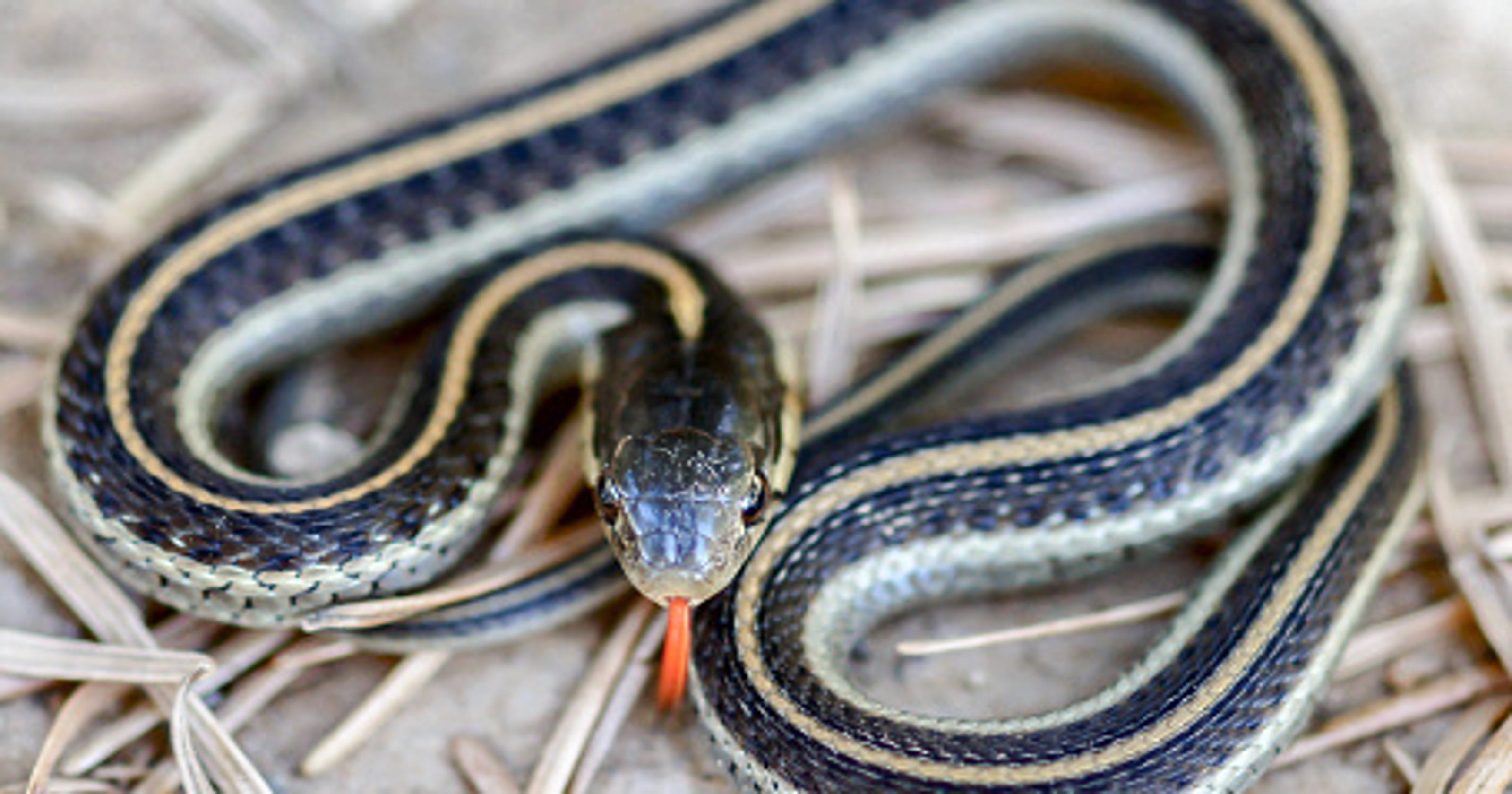 Why Do Snakes Smell With Their Tongue