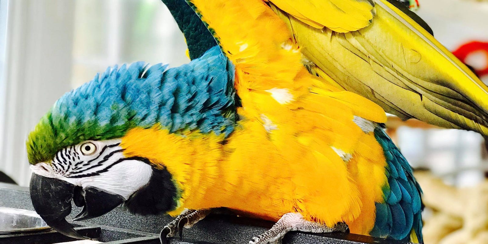 11 Birds Die At Battle Creek Parrot Rescue Reasons Unknown