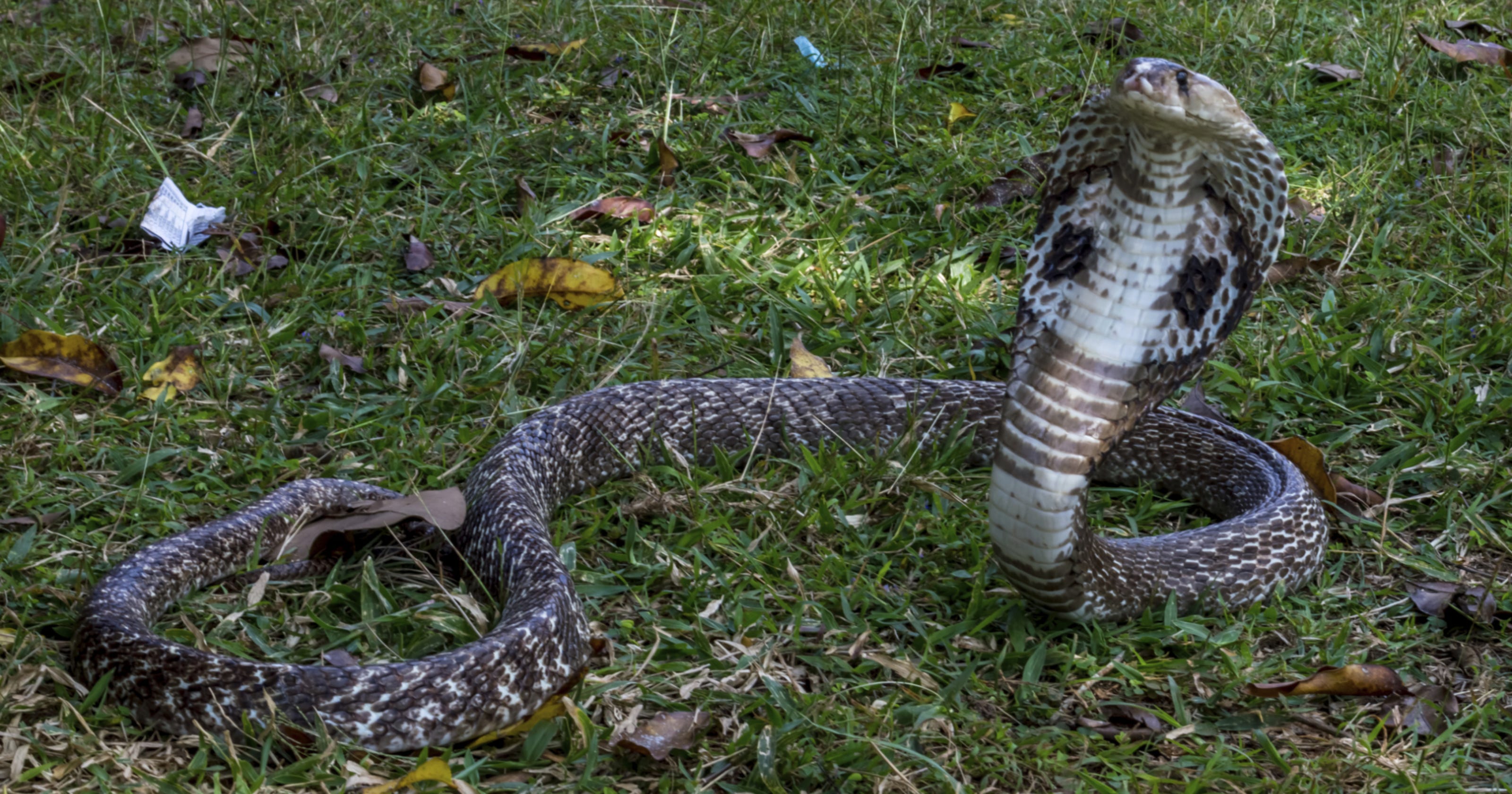 7 venomous reptiles seized from Florida home