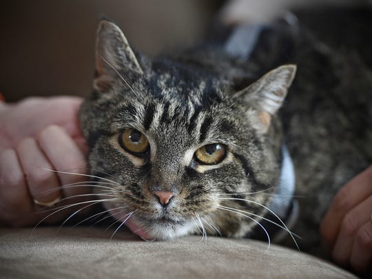 2 Years After Disappearance Cat Returns Home