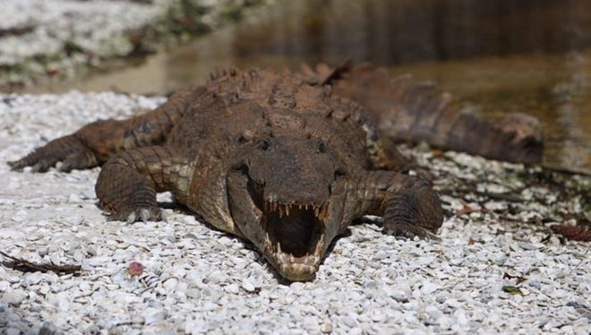 A rare American crocodile has emerged from the waters surrounding Cape Coral, Fla. in recent days.