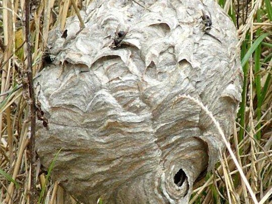 Single hornet nest