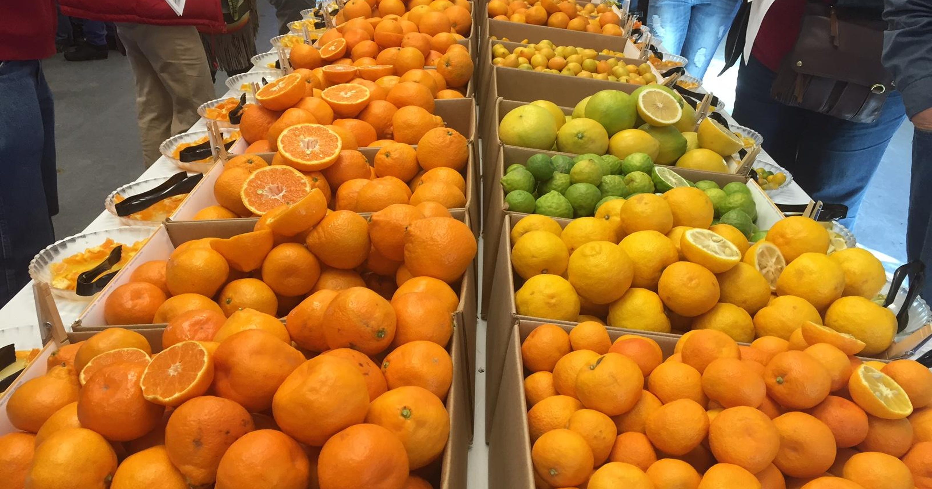 harvest citrus