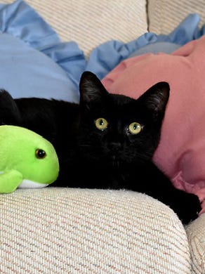 Michigan Animal Shelters To Offer Free Pet Adoptions