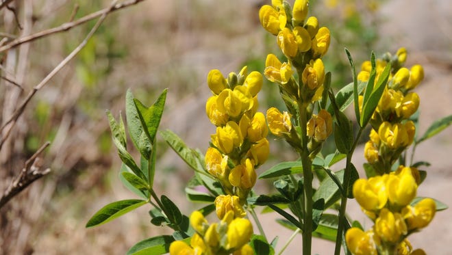 Pine thermopsis blooms through July along the trails around Munds Park.