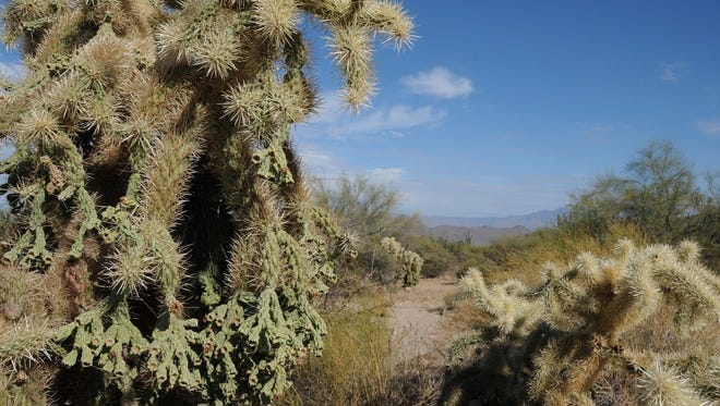 Cholla cactus are abundant along the Wild Horse Trail near Mesa.