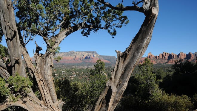 A juniper frames Wilson Mountain on the hike to Submarine Rock in Sedona.