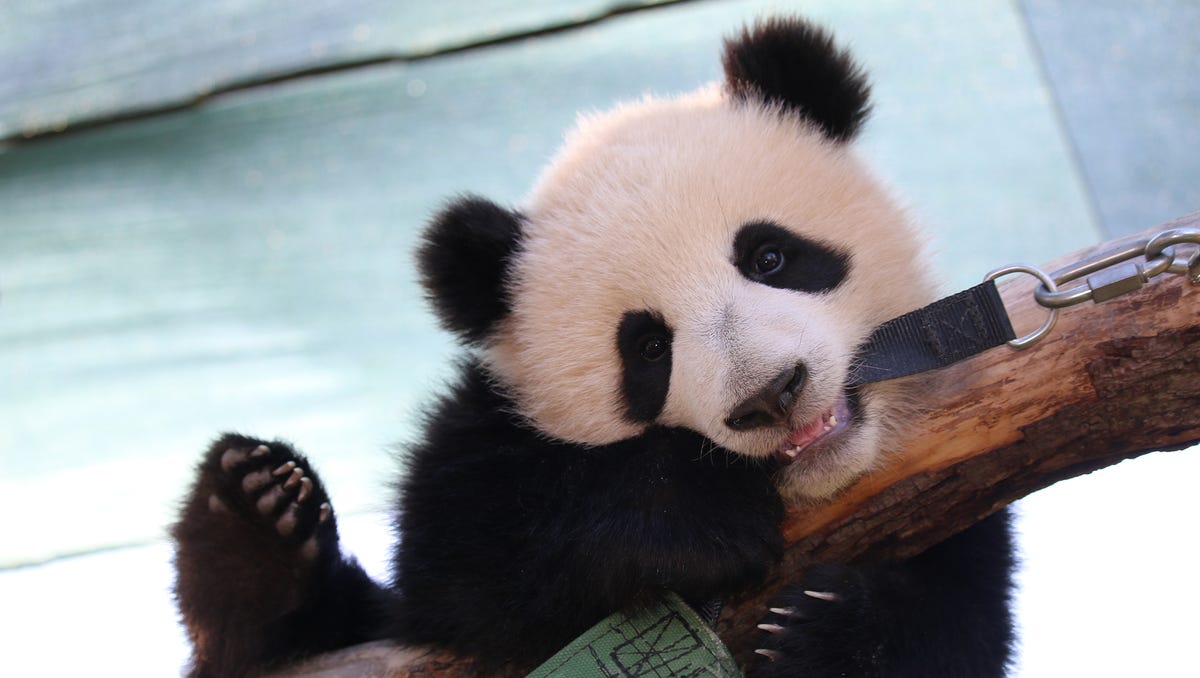 What S Better Than A Baby Panda Panda Twins - baby panda panda twins panda panda panda panda panda panda panda panda roblox id rmusic coder What S Better Than A Baby Panda Panda Twins - panda panda panda panda panda panda panda panda roblox id rmusic coder