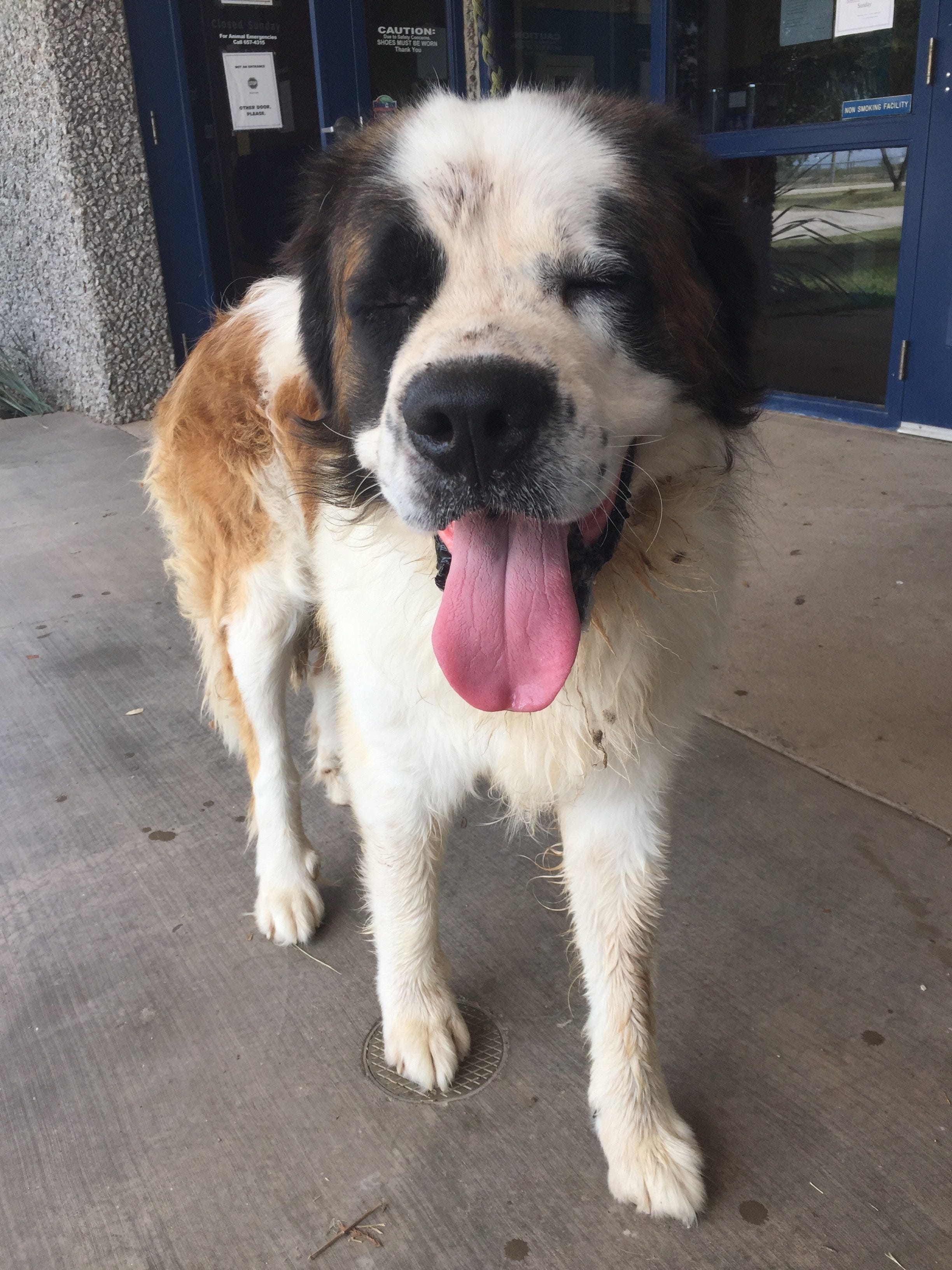 facts about st bernards