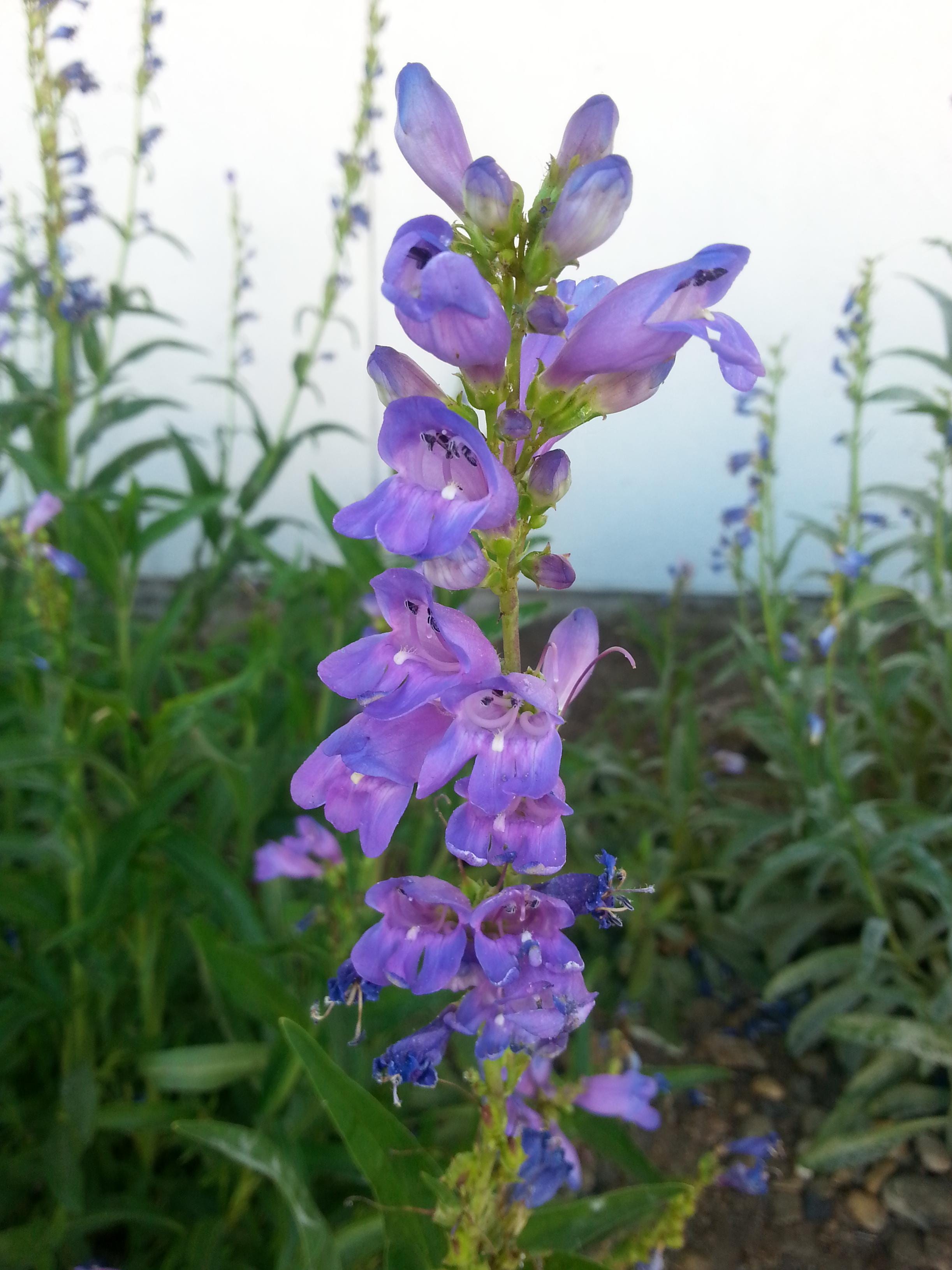Master Gardener Designing landscapes with native Nevada