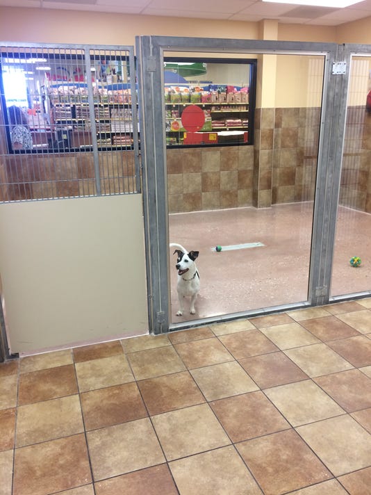 PetSmart Ashwaubenon adoption center re-opens