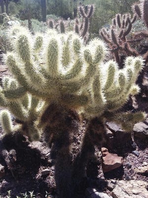 The spines of the Teddy Bear cholla collect the sunlight, making them glow brightly.