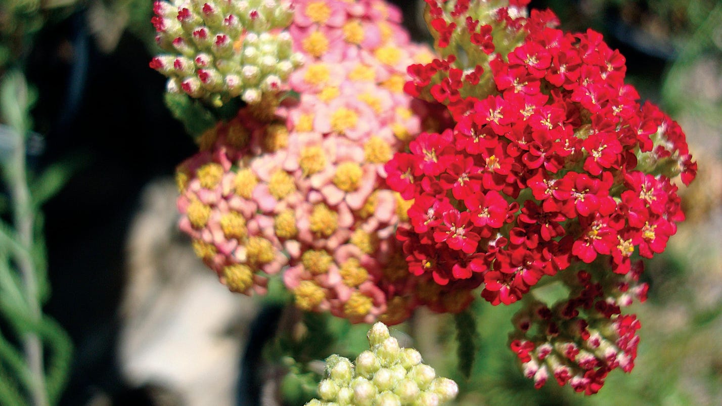tough-as-nails-plants-for-gardening-success-in-the-foothills