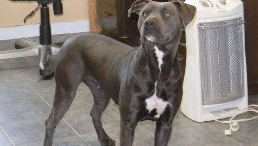 Blue showed up in Indiana after disappearing for months.