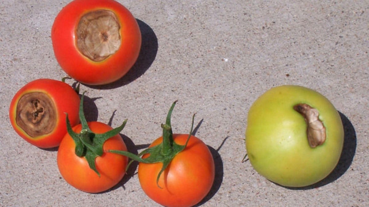 Gardening: Maximize the size of your tomatoes by following these helpful pointers