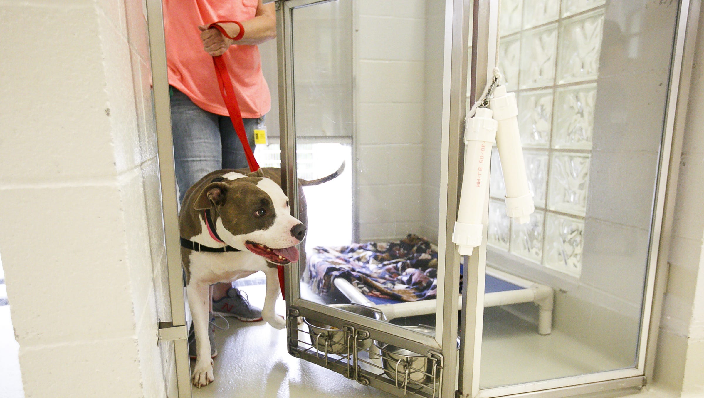 Oregon might restrict pet stores to selling rescue dogs
