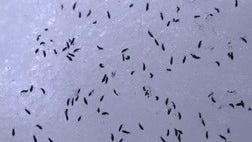 Springtails, or snow fleas, thrive in wet, damp areas | Woodland Dunes