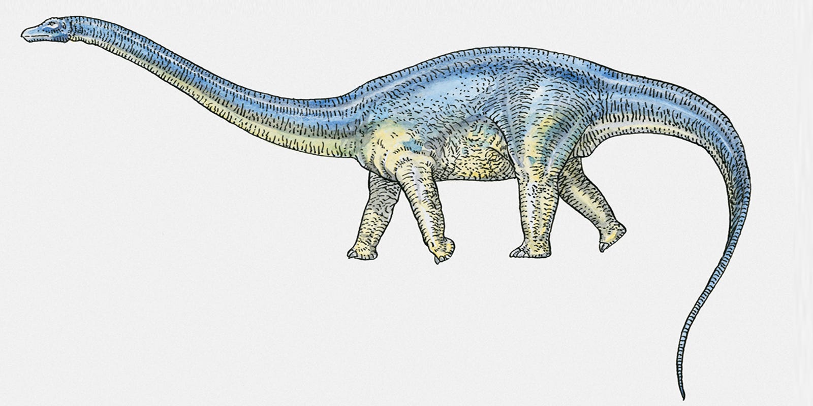 types of dinosaurs brontosaurus