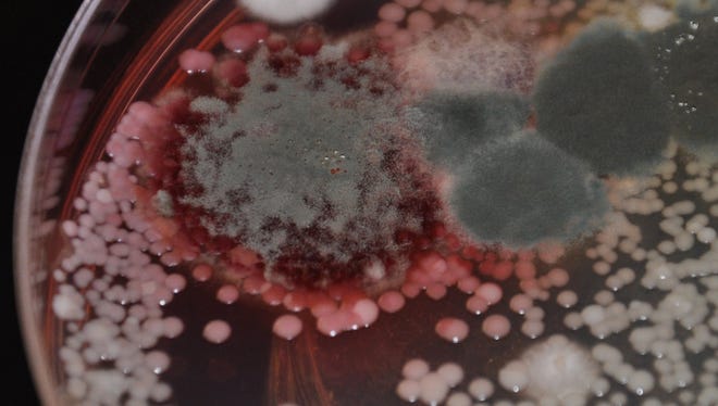 Fusarium mold is one of many mold species that can yield toxins, negatively affecting animal health.