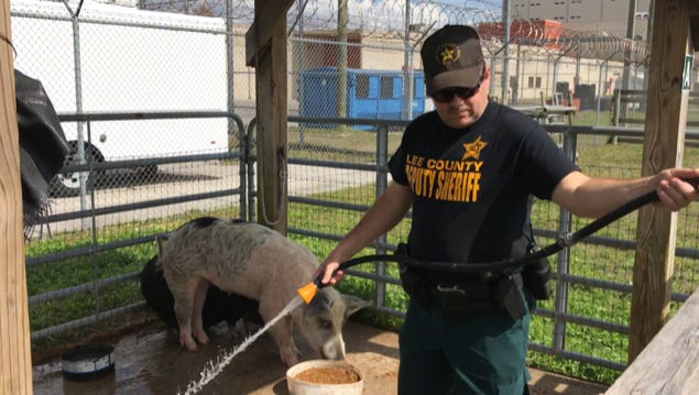Lee County Sheriff's Office Agriculture Unit deputy Tom Lewis waters two pigs that were captured in Lehigh Acres over the past few months. The animals will be taken to auction in Arcadia on Friday.
