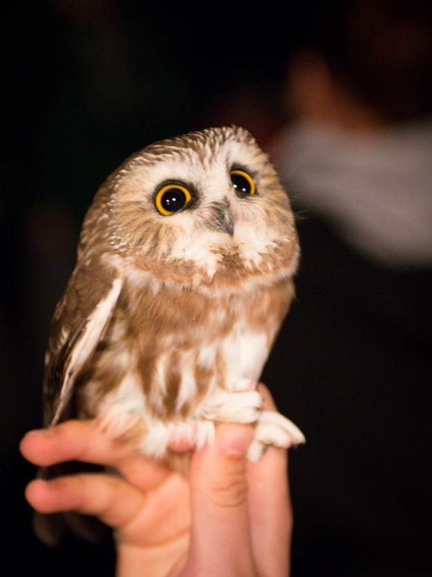 636671033953106201-bird-1.jpg