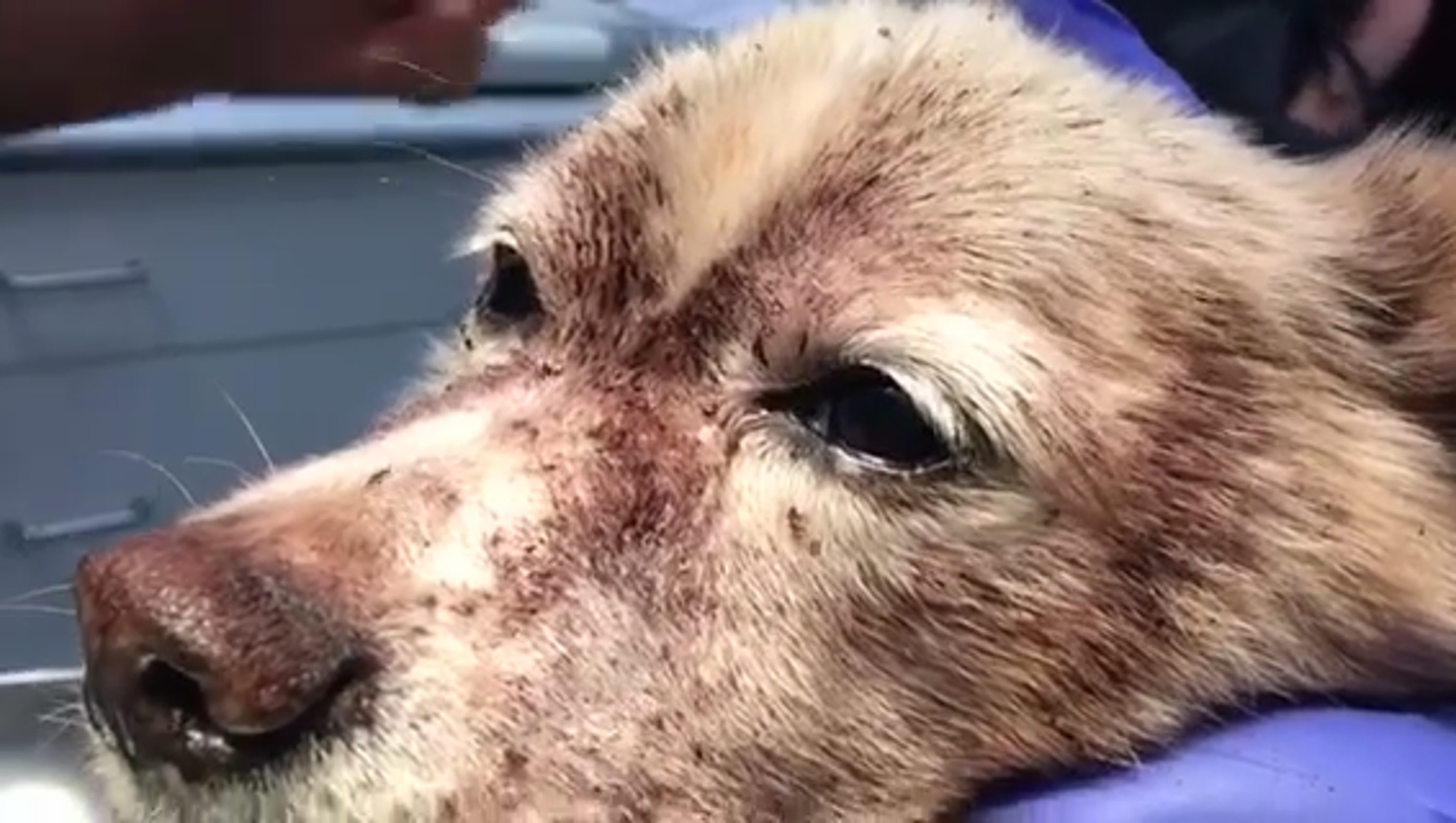  Dog  with deadly flea  infestation saved by emergency blood 