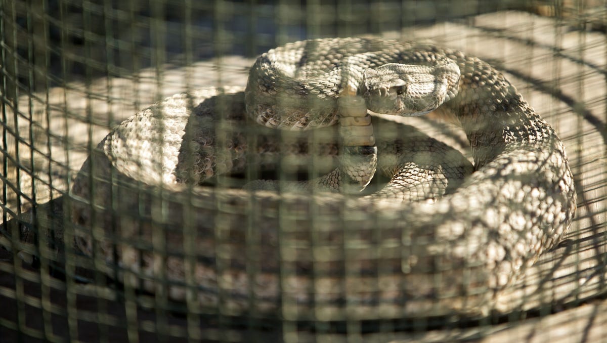 Arizona is home to 14 venomous snake species. Here’s what you need to know about them