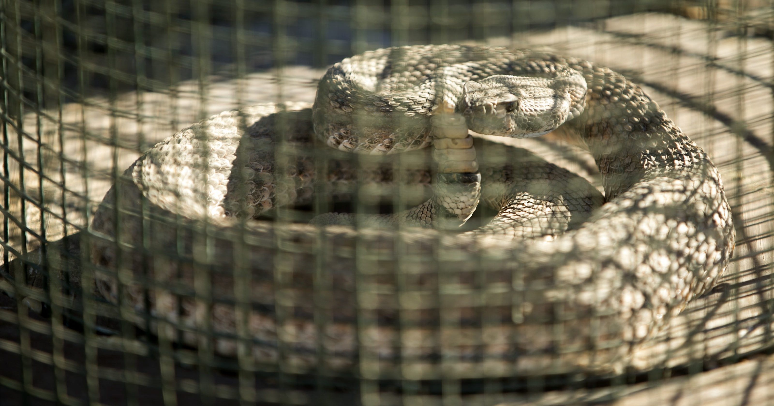 September Prime Time For Snake Bites In Arizona Avoid
