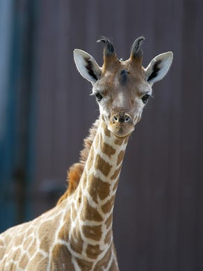 2017: Xena, a baby giraffe born on January 1, is curious about the sound of the camera at Six Flags Great Adventure and Safari in Jackson, NJ Monday February 27, 2017.