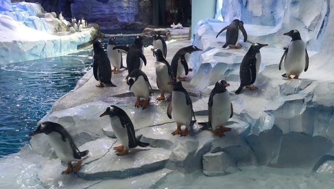 A media preview is given by the Detroit Zoo of the brand new 33,000 square foot  $30 million Polk Penguin Conservation Center Wednesday , April 13, 2016. It will open to the public  Monday, April 18, 2016.