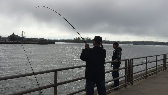 An angler fights a bluefish at Manasquan Inlet on May 7, 2016.