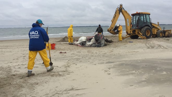 Staff from the Virginia Aquarium Stranding Response Program perform a necropsy on a dead humpback whale on Monday, Feb. 12, 2018. The whale was discovered during the weekend on the southernmost end of the beach at Assateague Island National Seashore in Virginia.