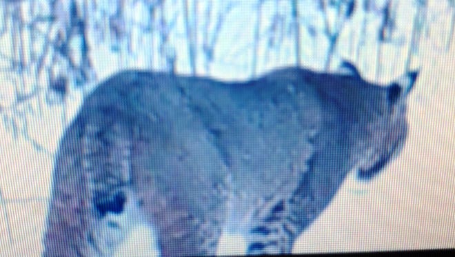 Trail cam image of a bobcat sent by Justin Powalicz, taken adjacent to Woodland Dunes Nature Center in Two Rivers.