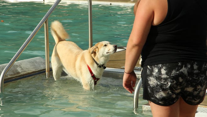 Dogs of all breeds and sizes enjoyed each other's company and the water at the 5th Annual Pooch Plunge at Castaway Bay.