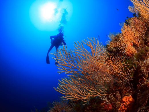 <strong>No. 6: The Andros Wall -&nbsp;Bahamas. </strong>Considered the best wall dive in the Bahamas, the Andros Wall comprises a series of sites where divers can explore underwater mountains and canyons in a wide range of sizes and shapes.