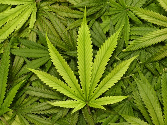Pile of marijuana leaves with one marijuana leaf centered on the top of the pile