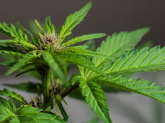 Close-up of a flowering marijuana plant.