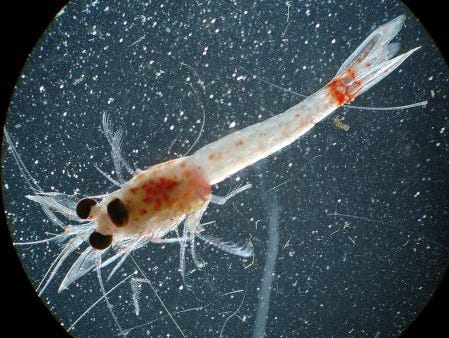 mysid are shrimp zooplankton