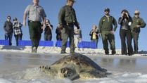 National Park Service employees and onlookers watch as a green sea turtle is returned to the Gulf of Mexico in 2014. The turtles were released back into area waters after spending a week in rehabilitation after a cold snap.