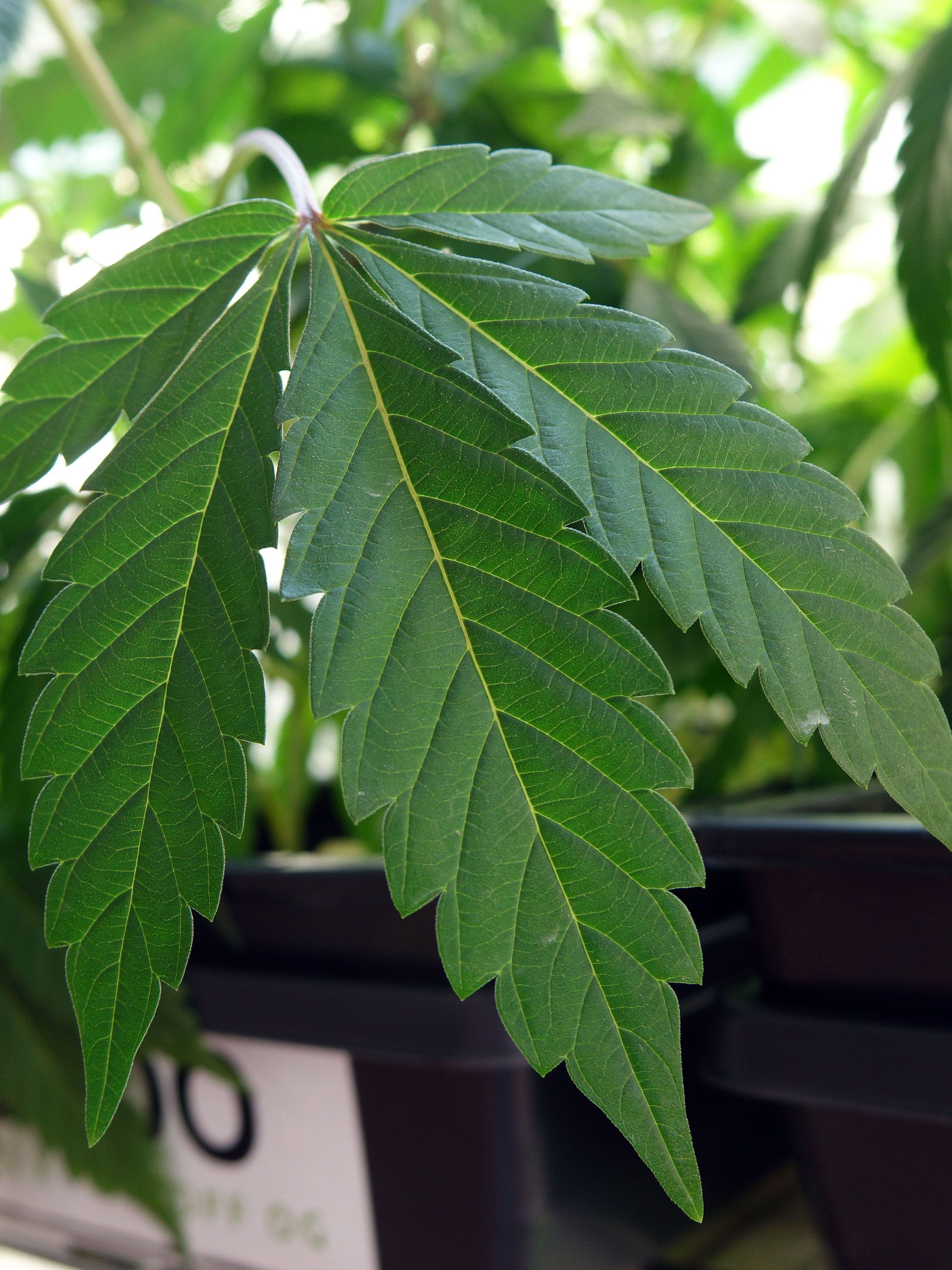 What California's legalization of marijuana means for you