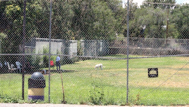 A dog owner and their dog enjoy Cornali Field on Monday afternoon. A fundraising effort is in the works to help upgrade the dog park.