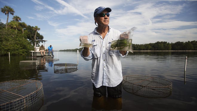 Dave Ceilley, a project manager for Johnson Engineering displays healthy tape grass, right, that was planted in the Caloosahatchee River. The project is being done to restore tape grass back into the river. The grass on the left is what some of river bottom looks like. The wire mesh cages are being used to keep herbivores like turtles and manatees from eating the grass. The project is being funded by the South Florida Water Management District and Lee County.