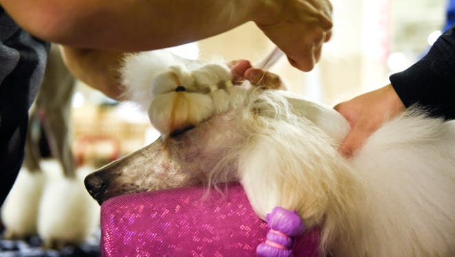 Poodle groomer Johnathan Kim works on the standard poodle Pearls hair in preparation for competition of the  2017 Country Music Cluster Dog Show in Franklin, Tenn., Thursday, March 9, 2017.