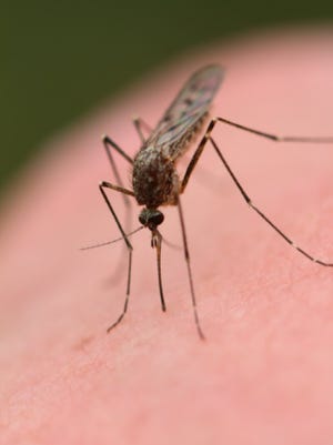 Mosquitoes love heat and sweat, so wash off after exercise and stay cool.