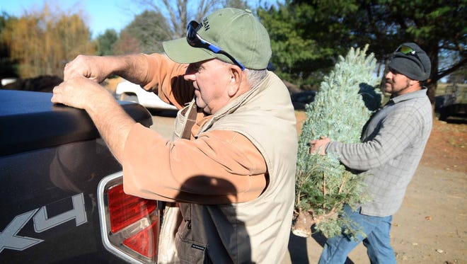 Bruce Yurejefcic readies his truck to take a live Christmas tree home after selecting a the perfect tree at Misty Run Tree Farm. Francisco Gloria loads the tree into his truck for him. "Everyone in the family is on the dark side," Laura Yurejefcic jokes. "I like a real tree," Laura Yurejefcic says, "I like trapesing through the tree field." 