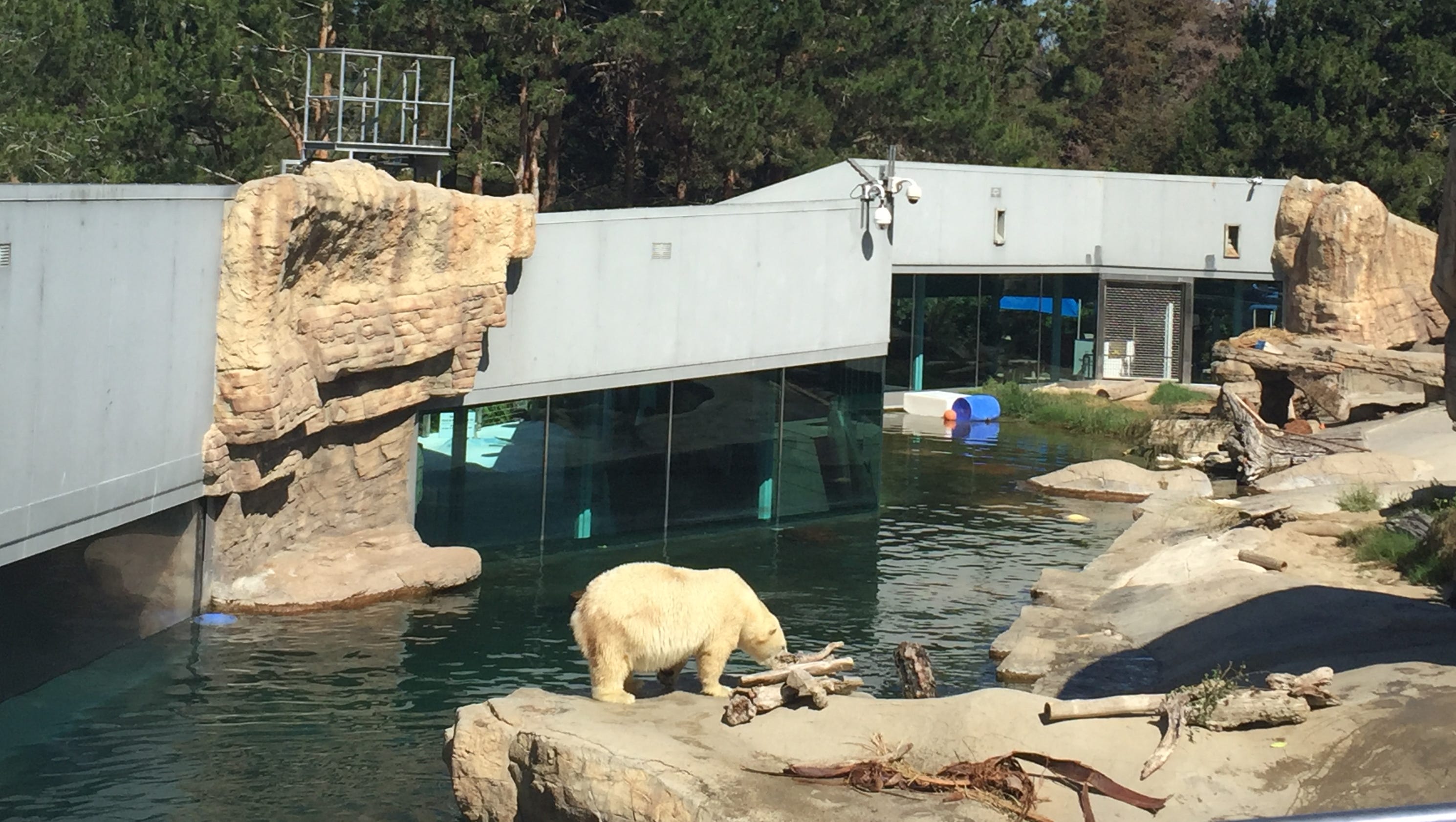 San Diego Zoo 100 Things You Need To Know