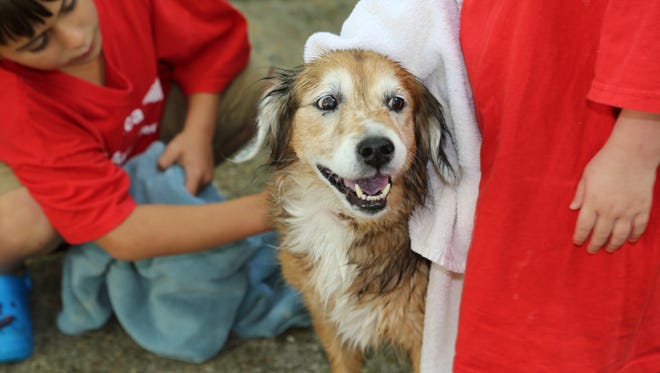 Get your pups squeaky clean at the Hawaiian Luau Dog Wash.